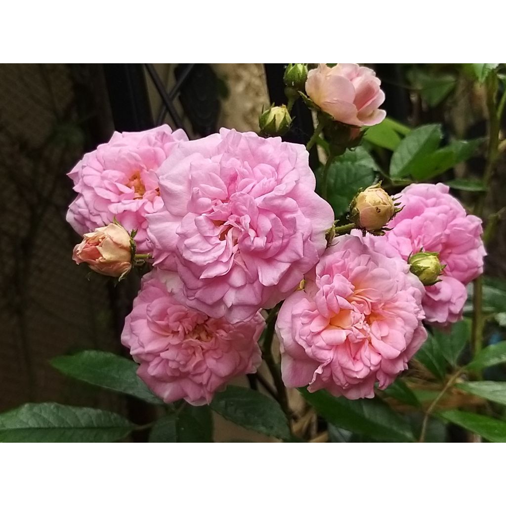 Rosal  trepadora Pink Ghislaine de Féligonde