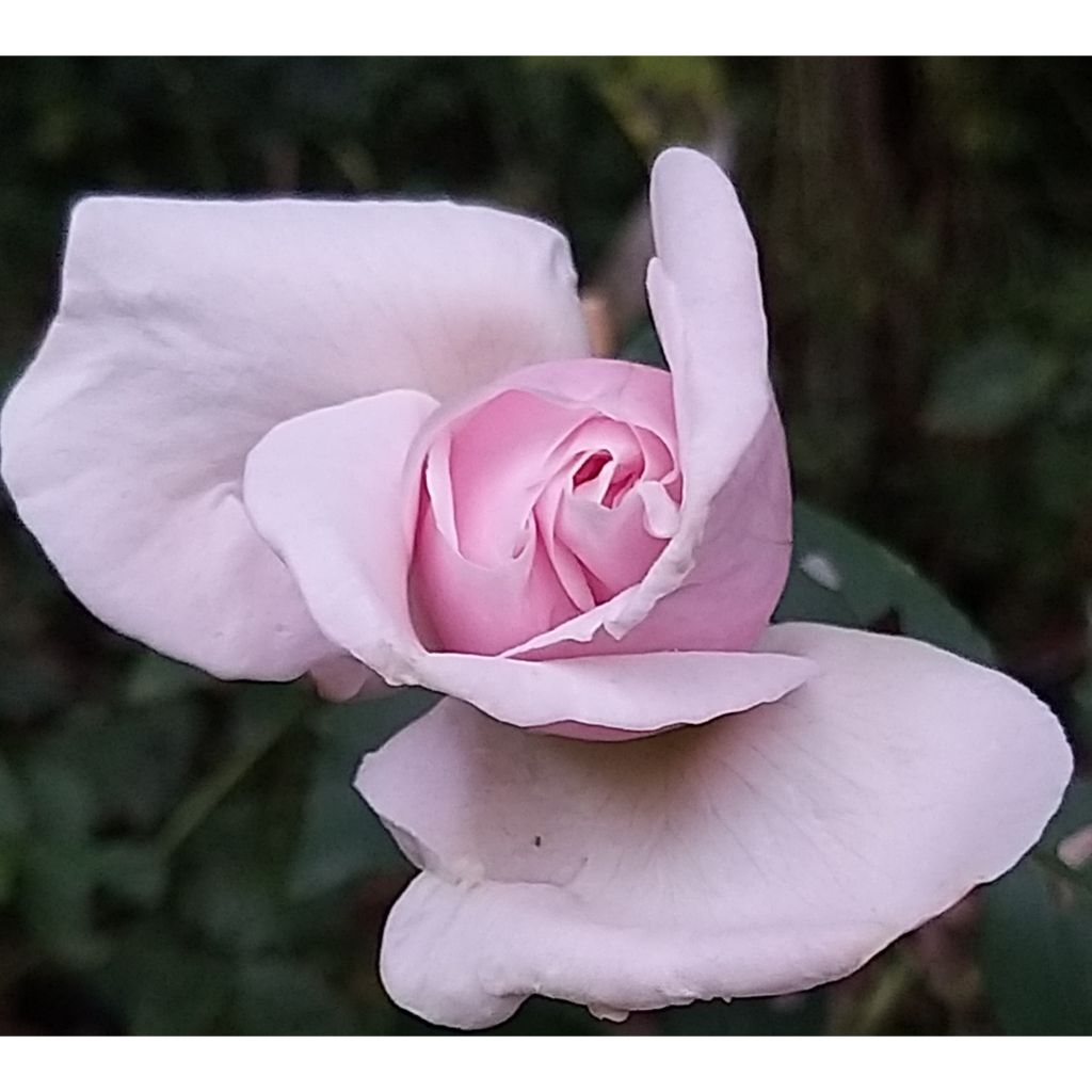 Rosal Souvenir de la Malmaison