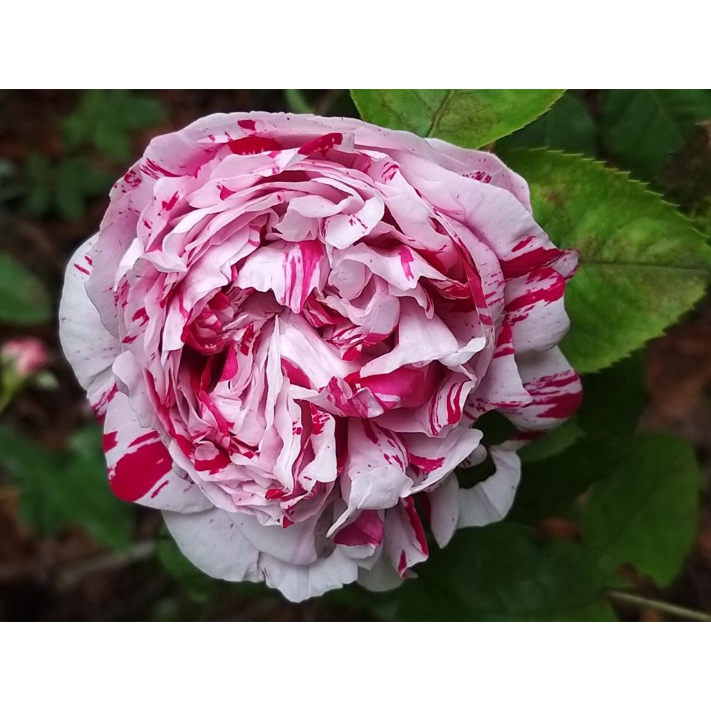 Rosal Variegata di Bologna