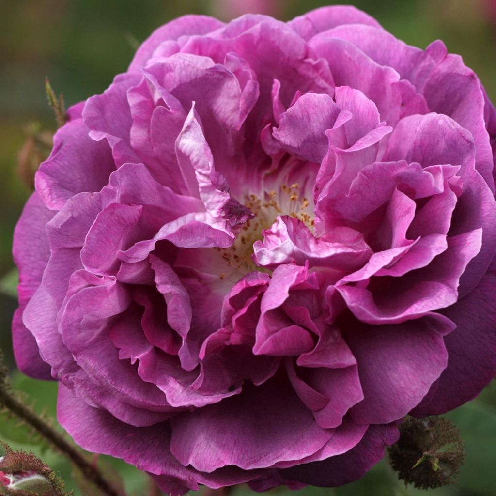 Rosal Centifolia Muscosa William Lobb