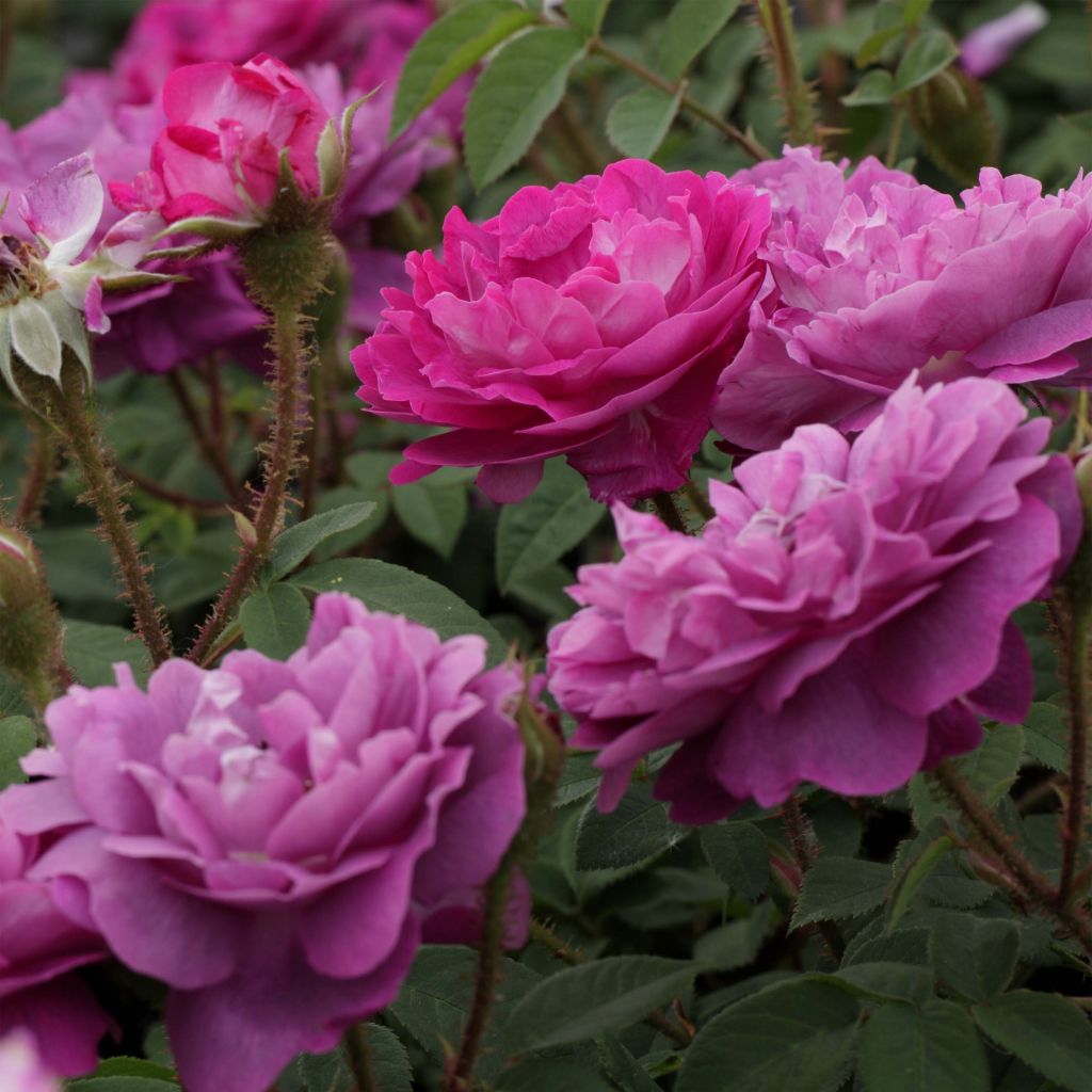 Rosal Centifolia Muscosa William Lobb