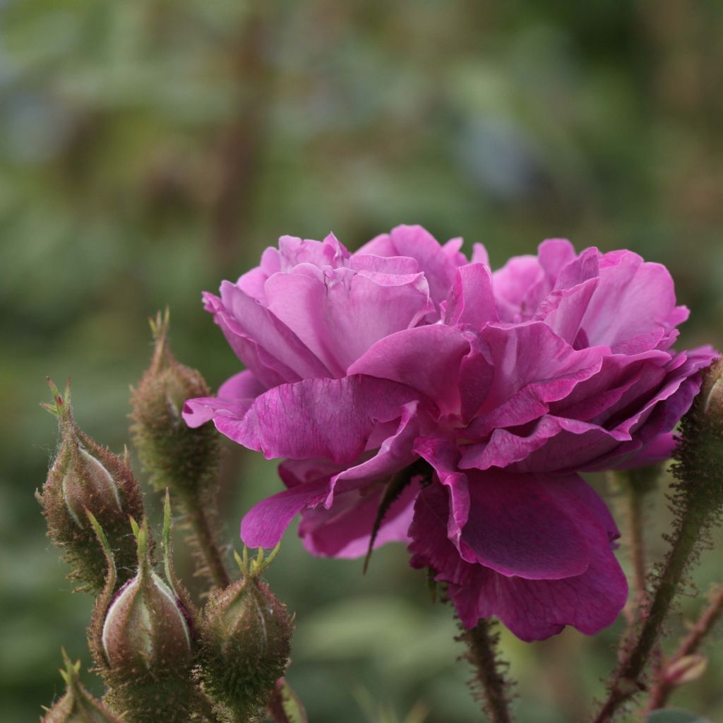 Rosal Centifolia Muscosa William Lobb