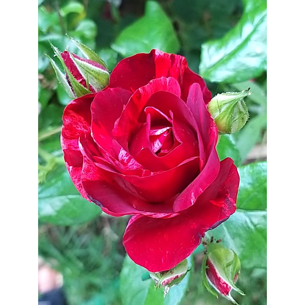 Rosal La Reine de la Nuit