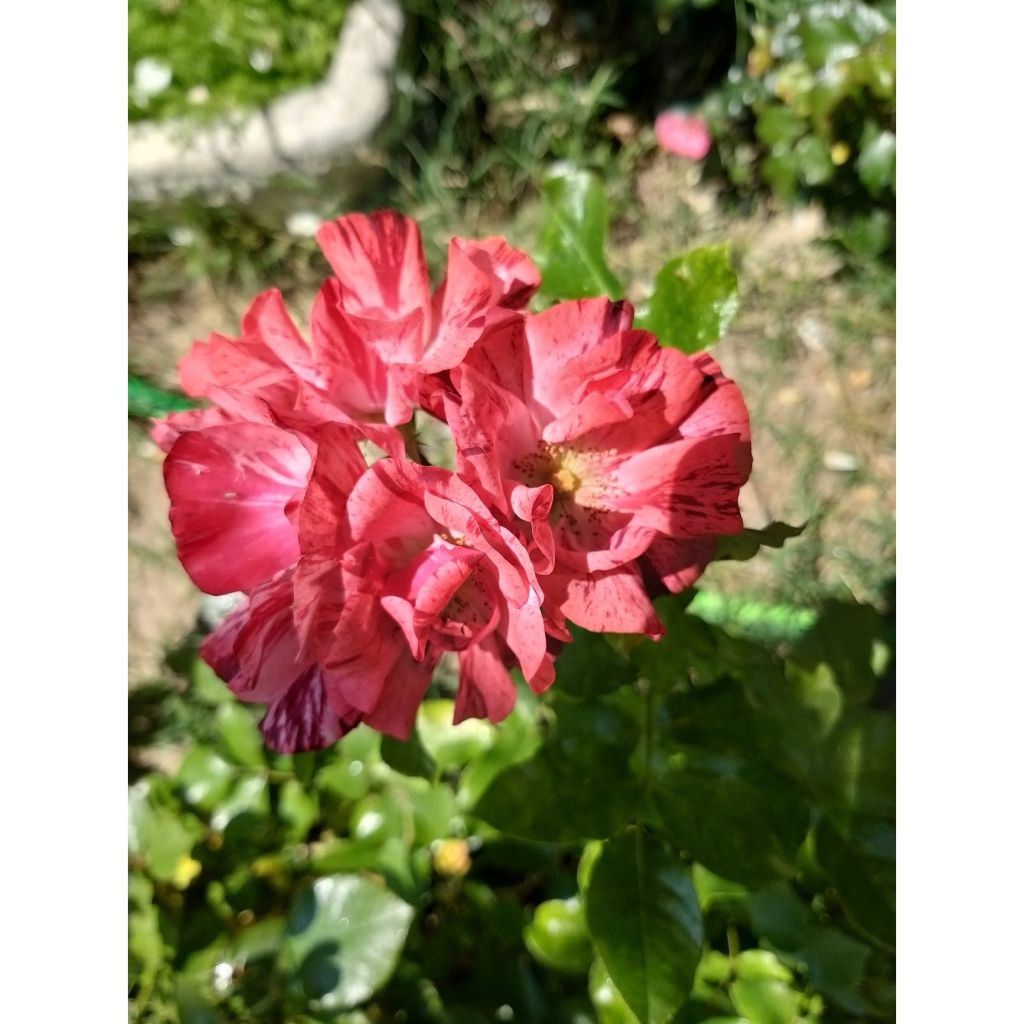 Rosal La Reine de la Nuit