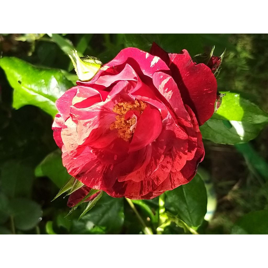 Rosal La Reine de la Nuit