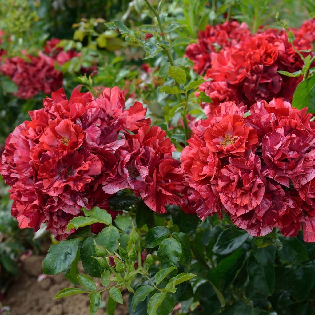 Rosal La Reine de la Nuit