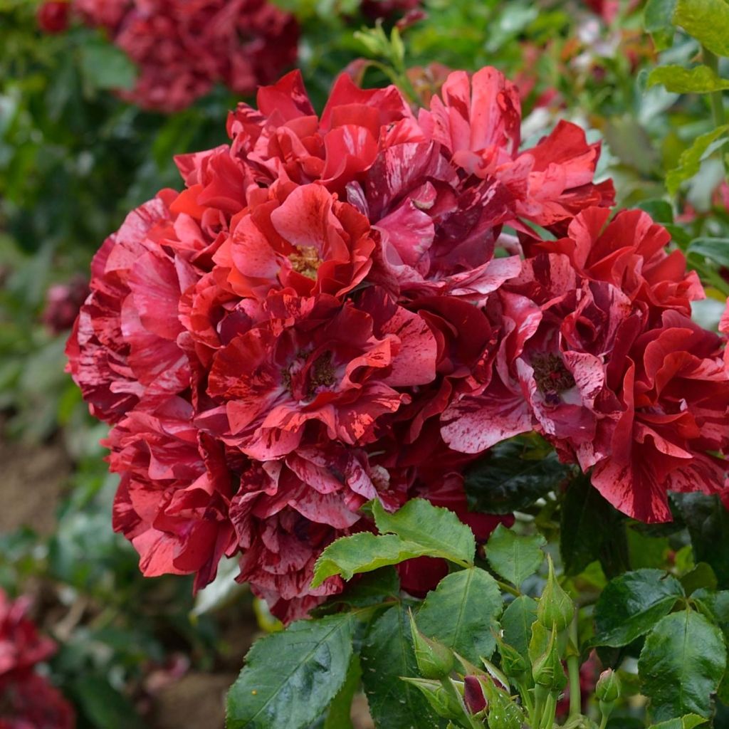 Rosal La Reine de la Nuit