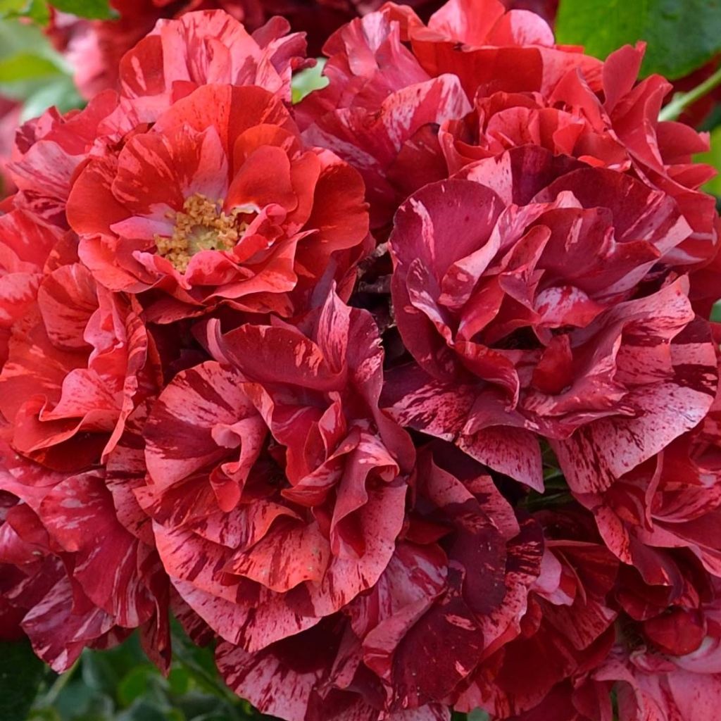 Rosal La Reine de la Nuit