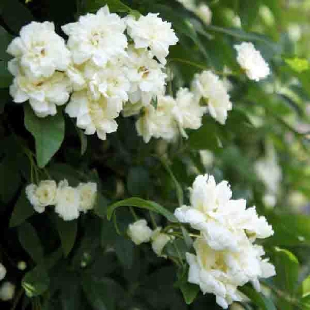 Rosa banksiae var. banksiae Alba Plena - Rosal de Banksia