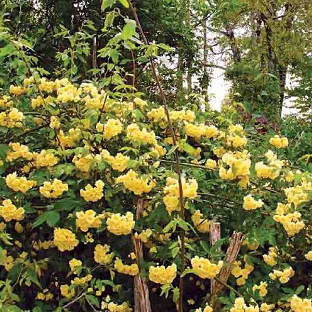 Rosa banksiae Lutea - Rosal de Banksia