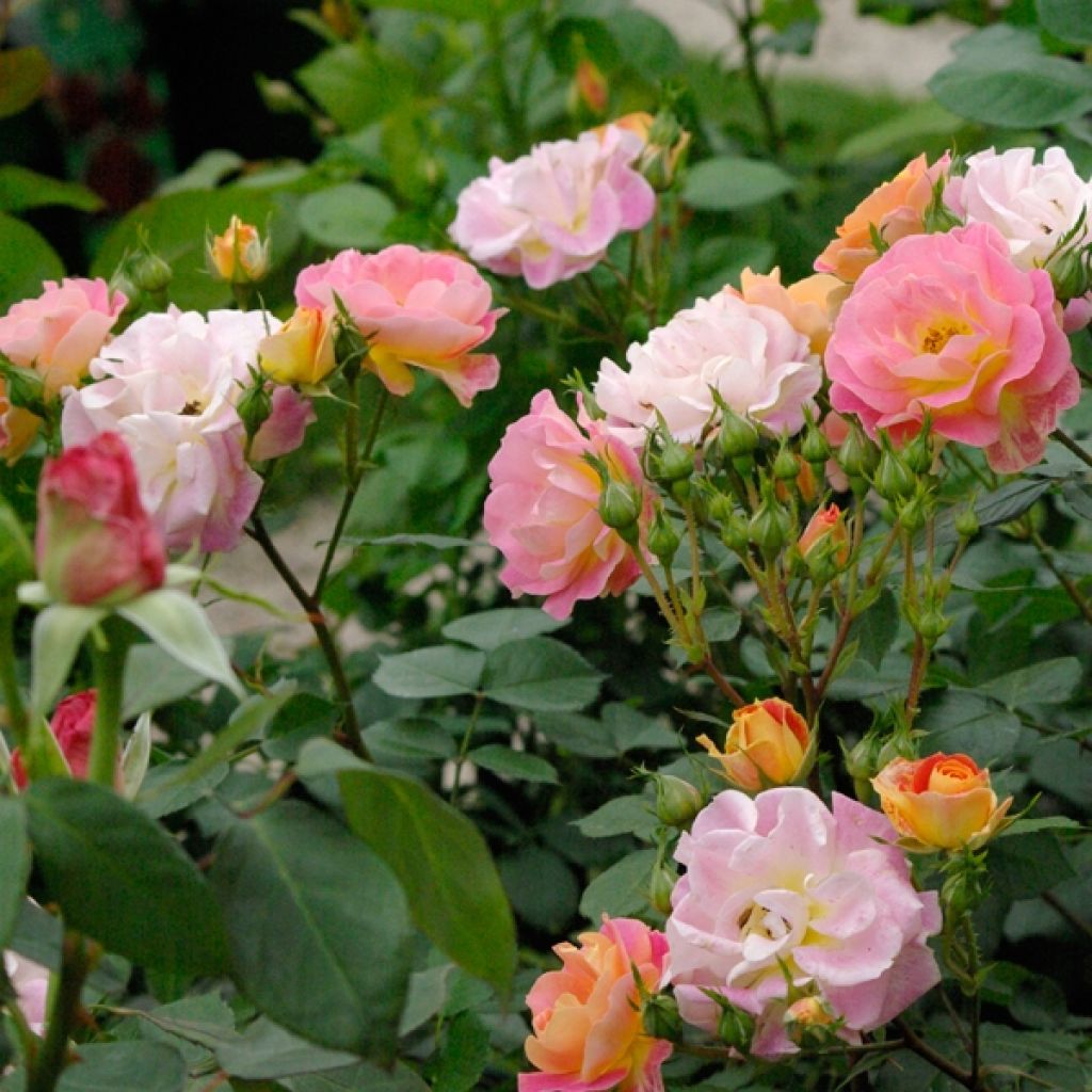 Rosal Bordure Camaïeu - Rosal tapizante