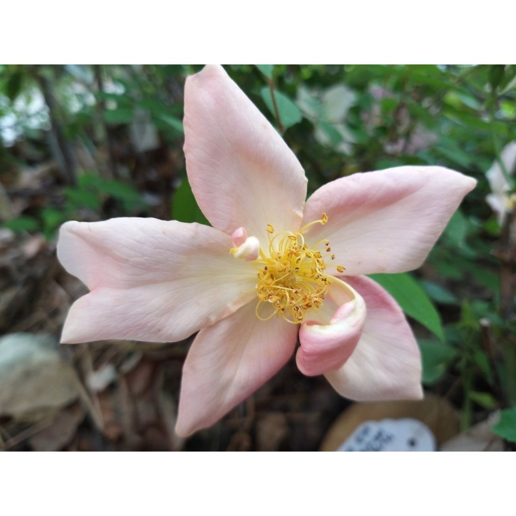 Rosa Mutabilis - Rosa china