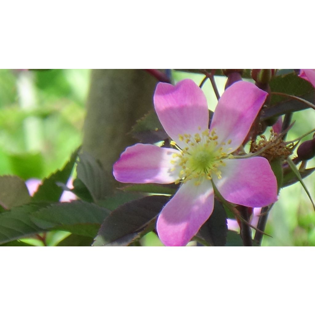 Rosa glauca