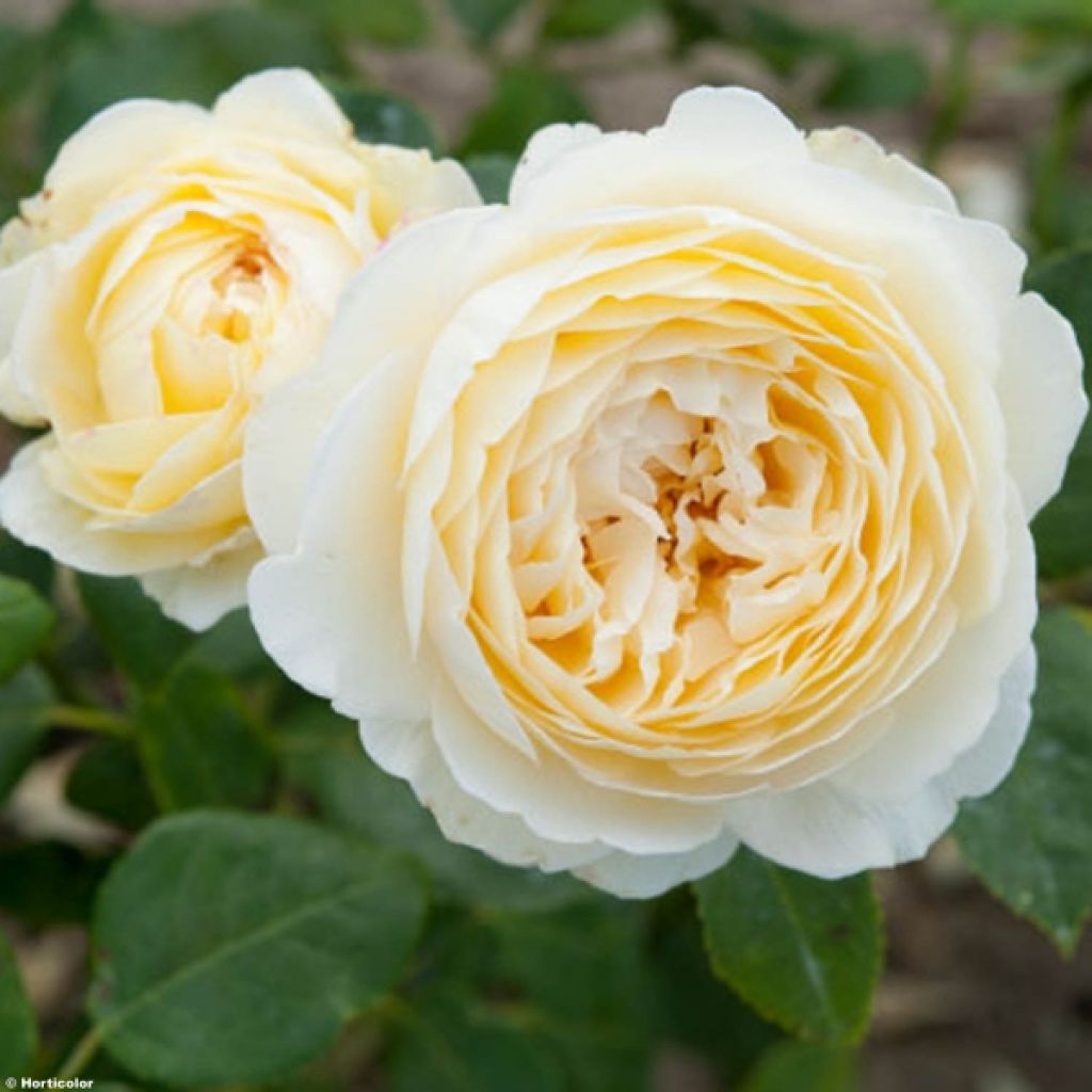 Rosal David Austin Claire Austin (Rosal de pie alto)