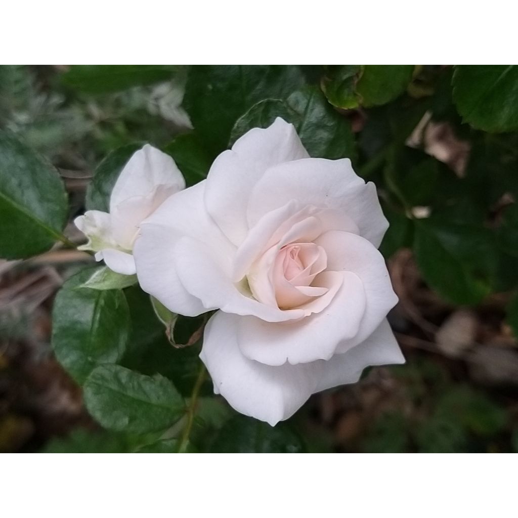 Rosal Aspirin Rose - Rosal tapizante