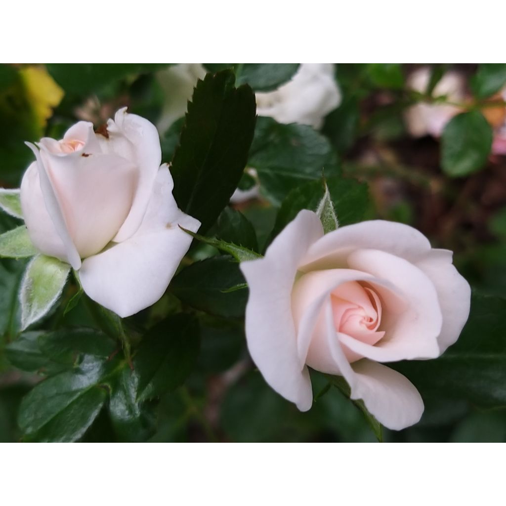 Rosal Aspirin Rose - Rosal tapizante