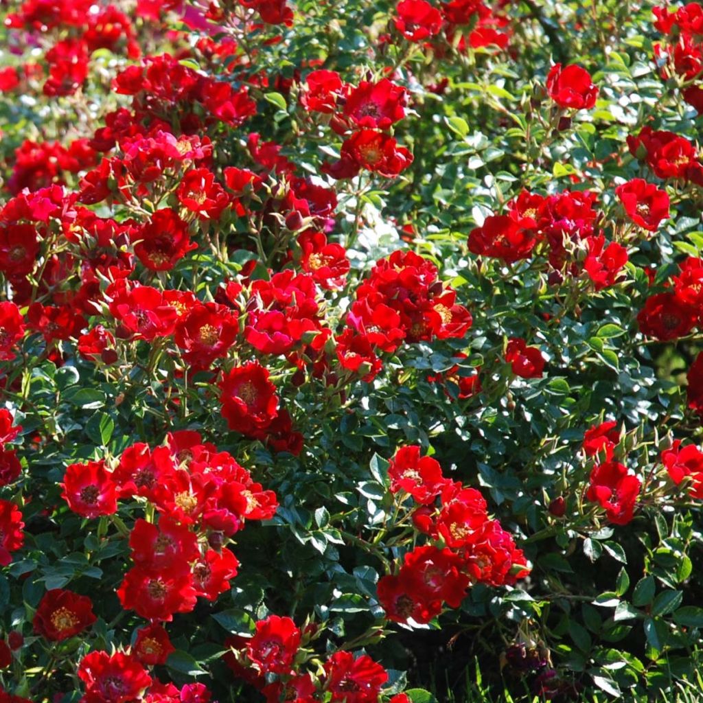 Rosal Rouge Cascade - Rosal tapizante