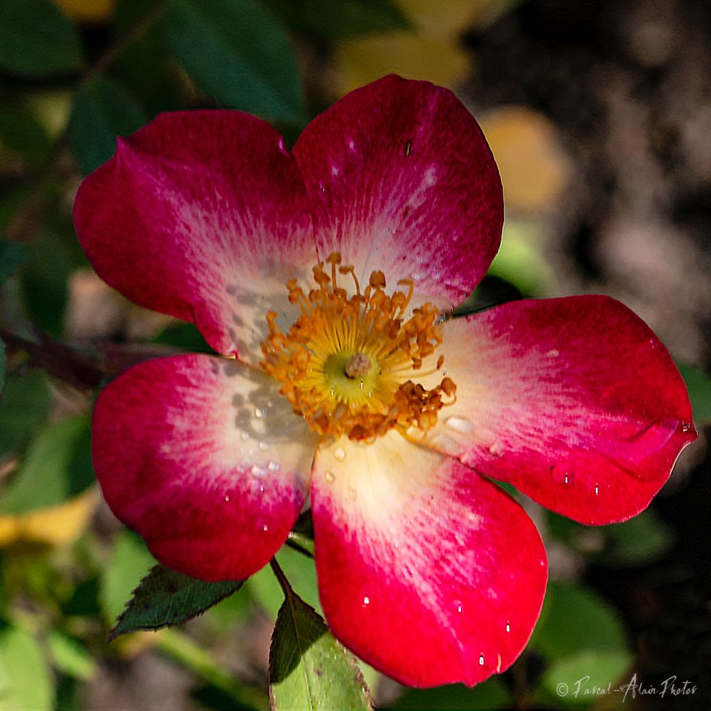 superbe rosier star profusion 