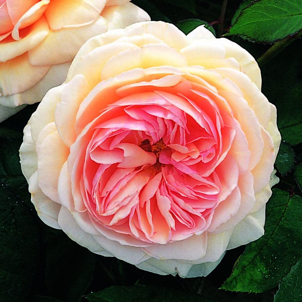 Rosal A Shropshire Lad