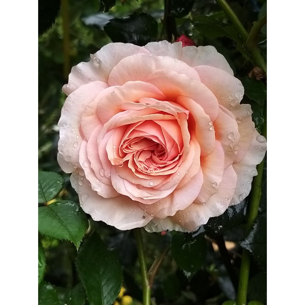 Rosal A Shropshire Lad