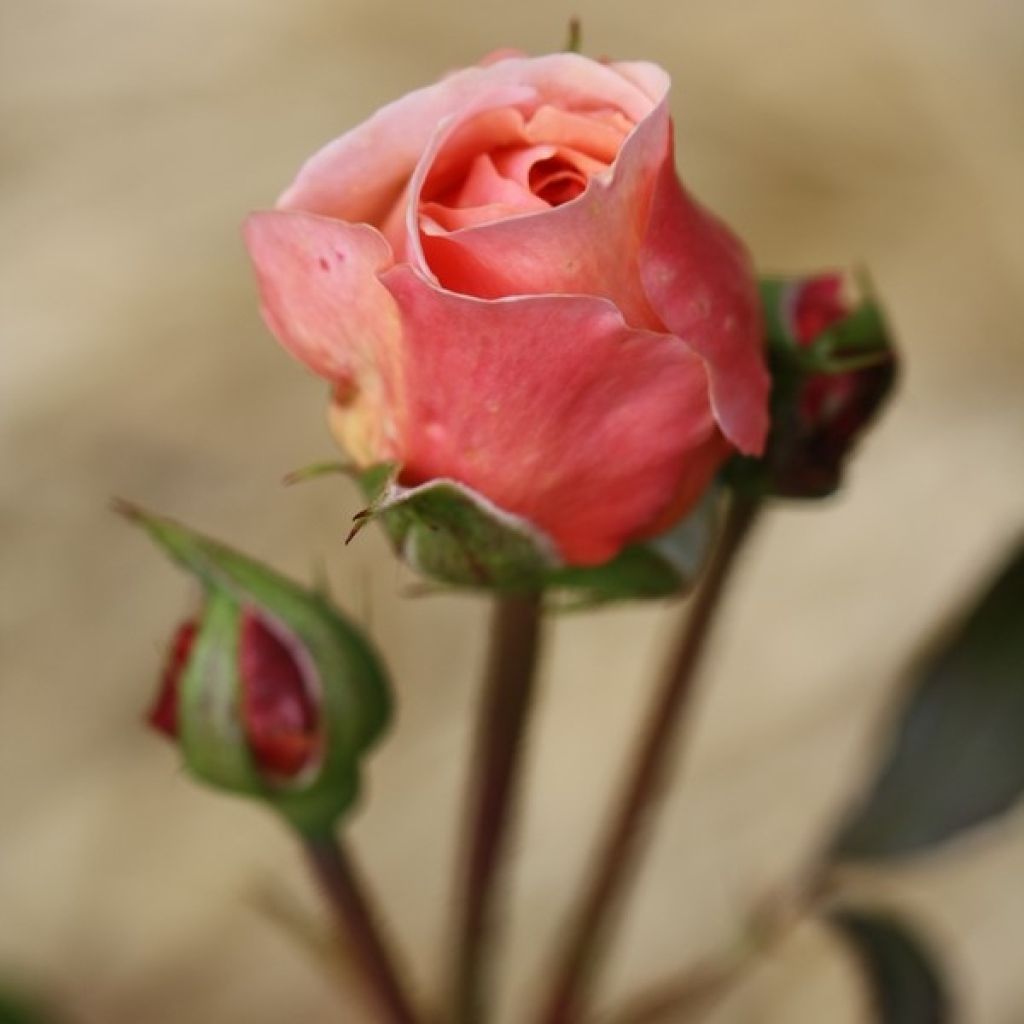 Rosal A Shropshire Lad