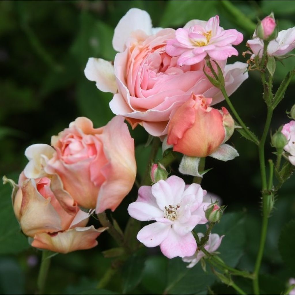 Rosal A Shropshire Lad