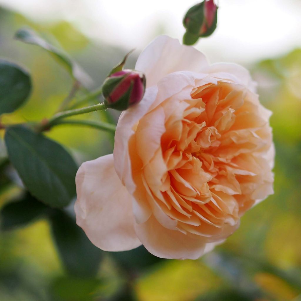 Rosal Abraham Darby