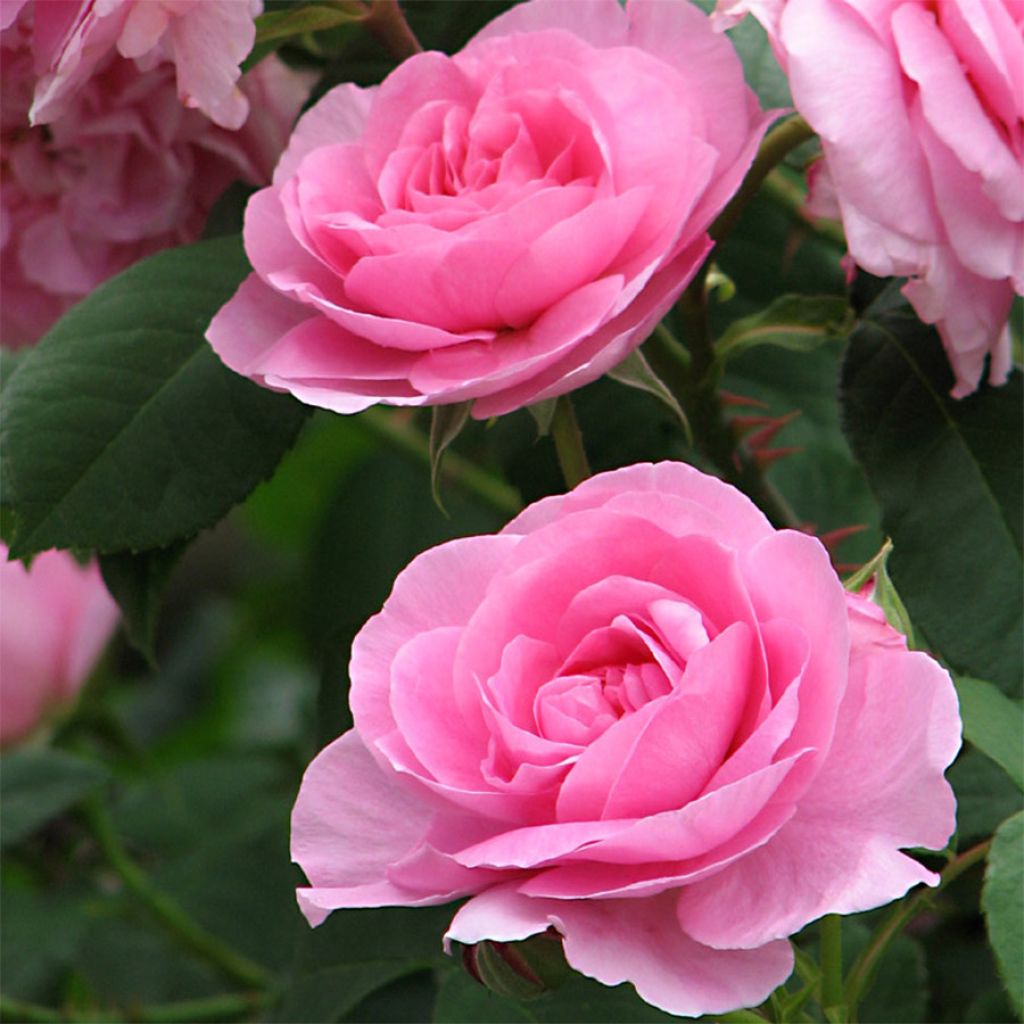 Rosal Gertrude Jekyll