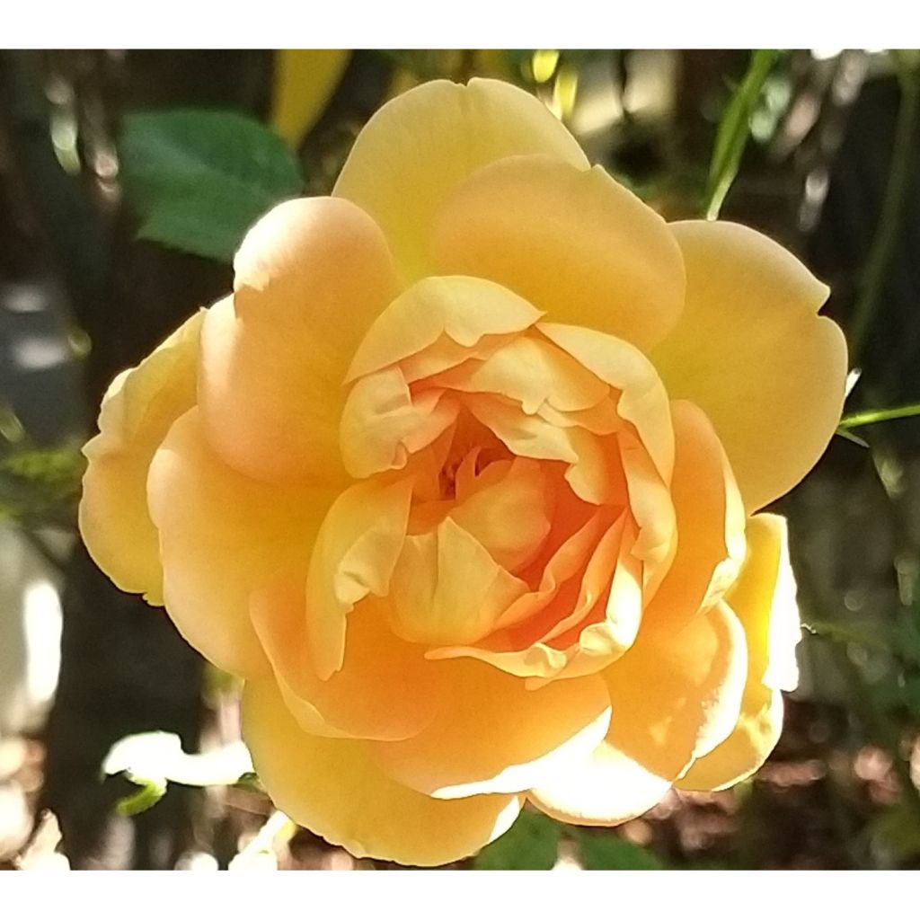 Rosal Lady Of Shalott