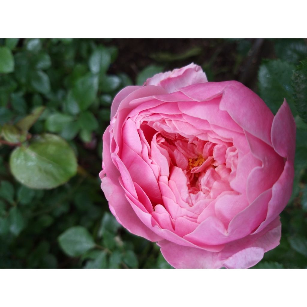 Rosal The Alnwick Rose