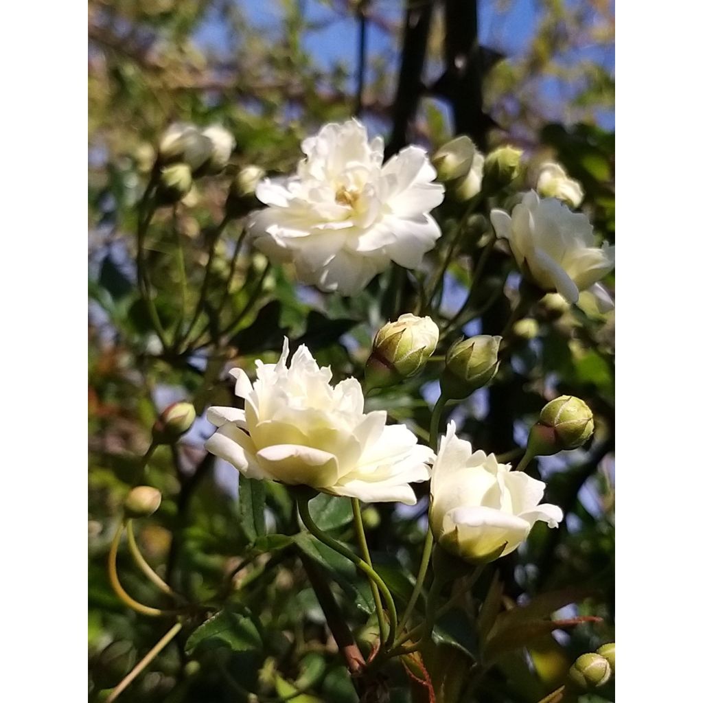 Rosa banksiae var. banksiae Alba Plena - Rosal de Banksia