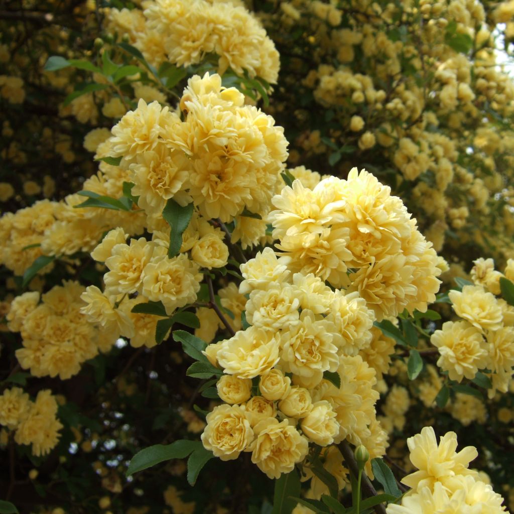 Rosa banksiae Lutea - Rosal de Banksia