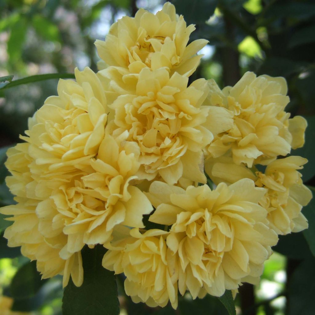 Rosa banksiae Lutea - Rosal de Banksia