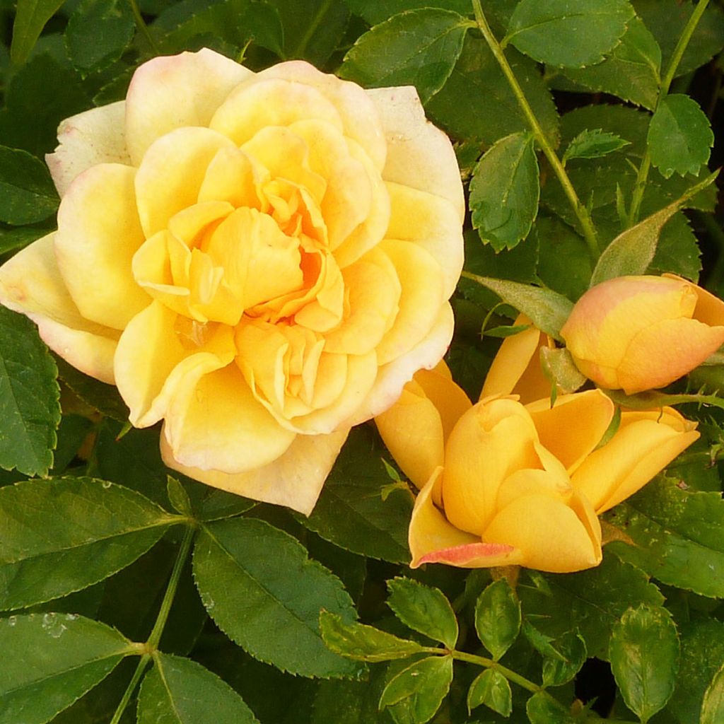 Rosa banksiae Lutea - Rosal de Banksia