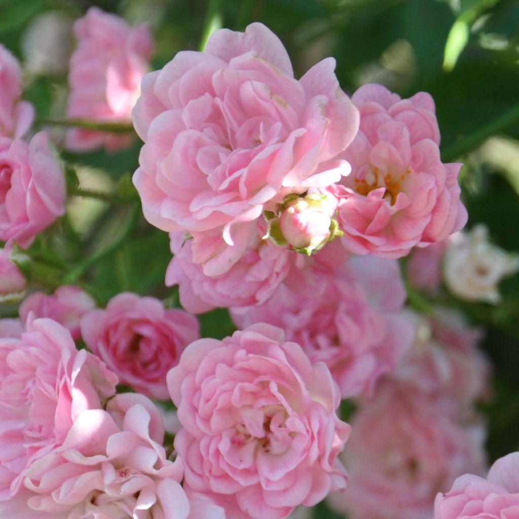 Rosa banksiae Rosea - Rosal de Banksia