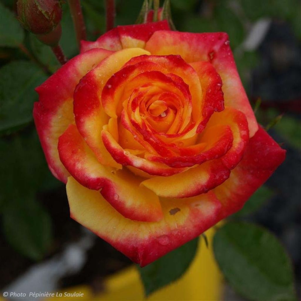 Rosa Flamina - Rosal de flores agrupadas