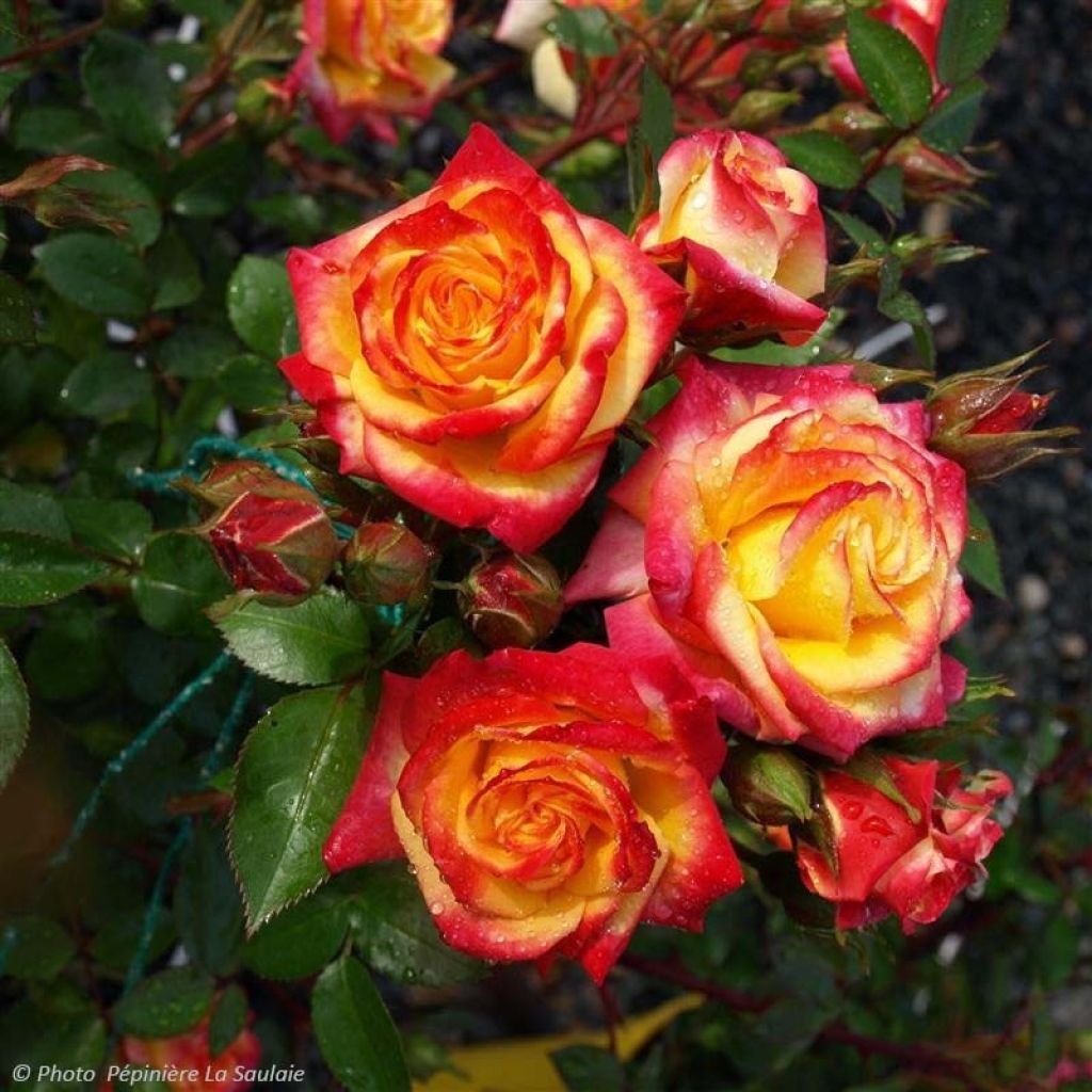 Rosa Flamina - Rosal de flores agrupadas