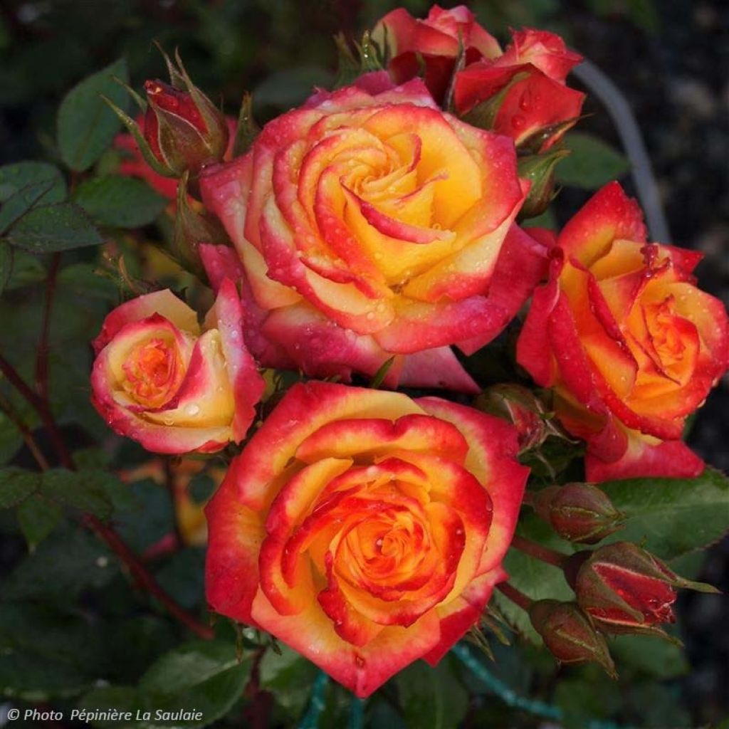 Rosa Flamina - Rosal de flores agrupadas