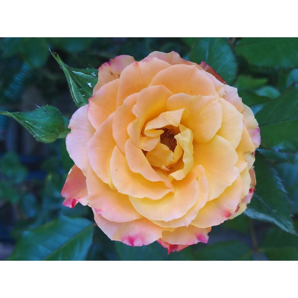 Rosa Flamina - Rosal de flores agrupadas