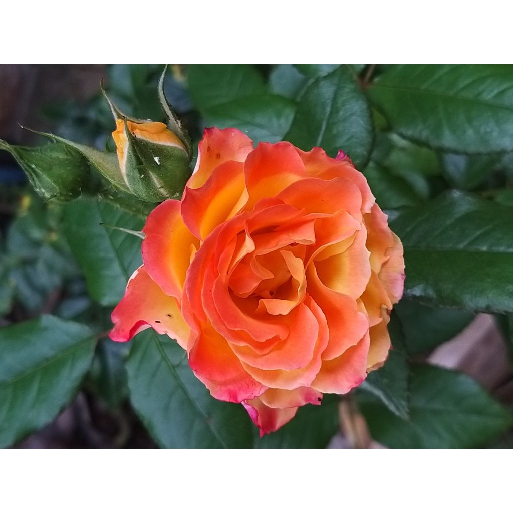 Rosa Flamina - Rosal de flores agrupadas