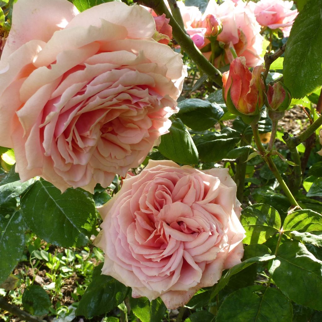 Rosal GeneRosa Paul Bocuse