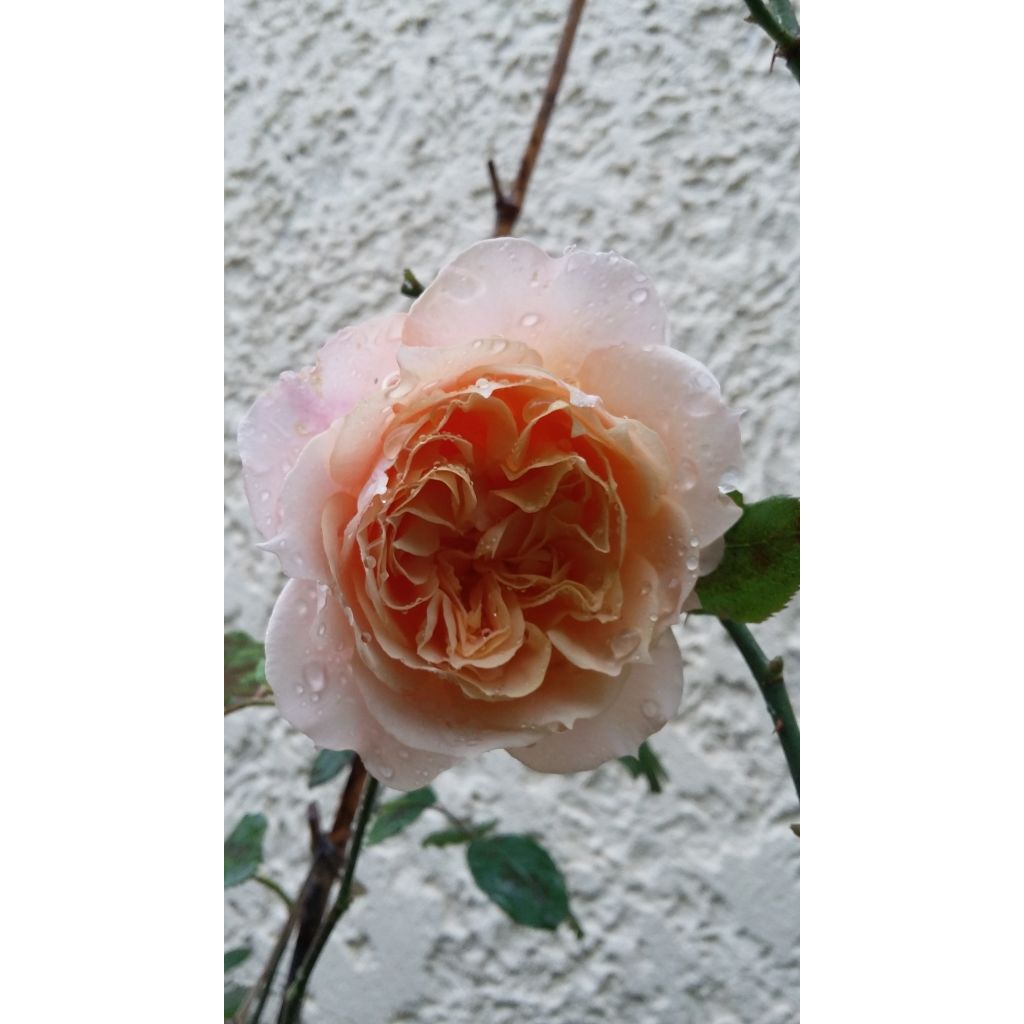 Rosal GeneRosa Paul Bocuse