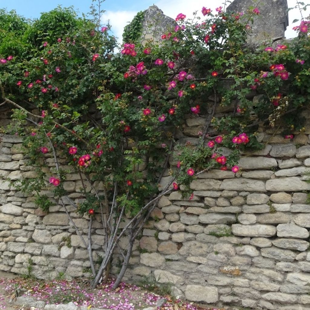 Rosal American Pillar - Rosal trepador