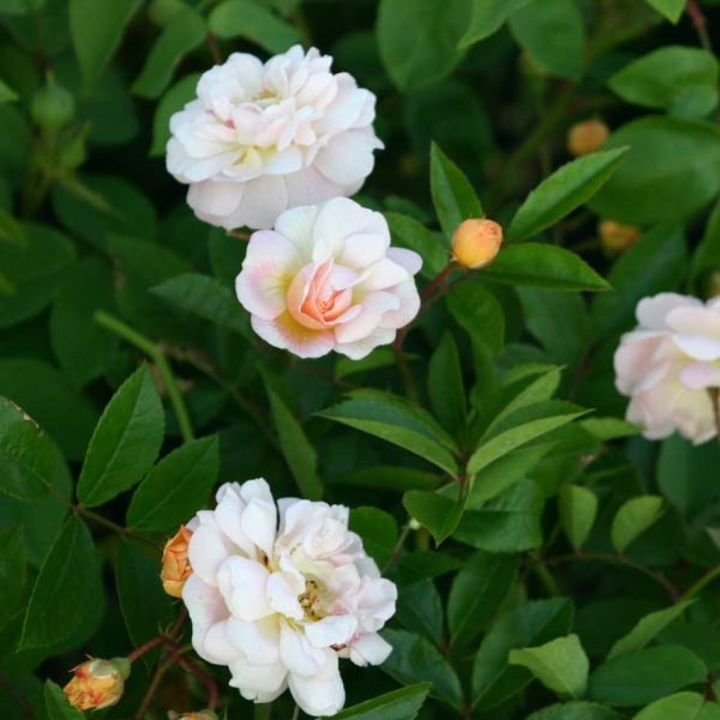 Rosal multiflora Ghislaine de Féligonde - Rosal trepadora