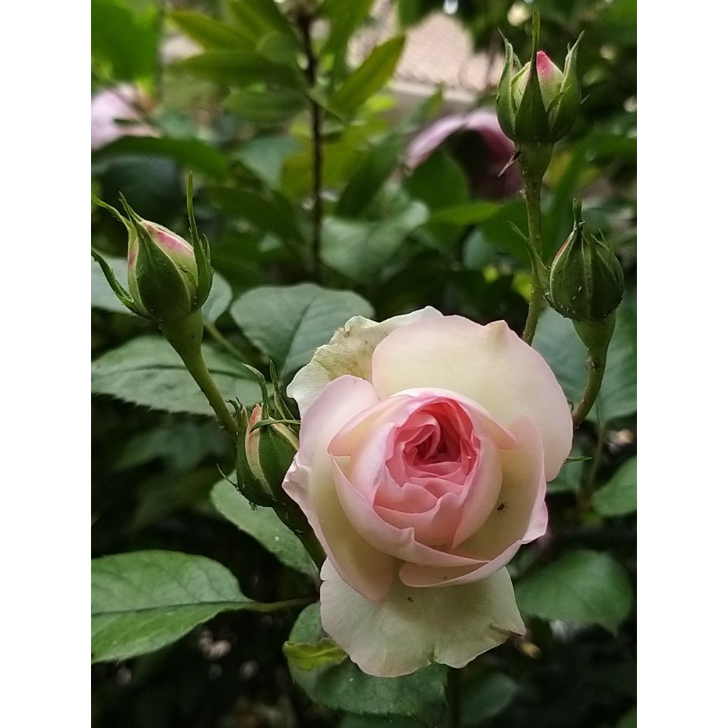 Rosal Mini Eden Rose - Rosal trepador