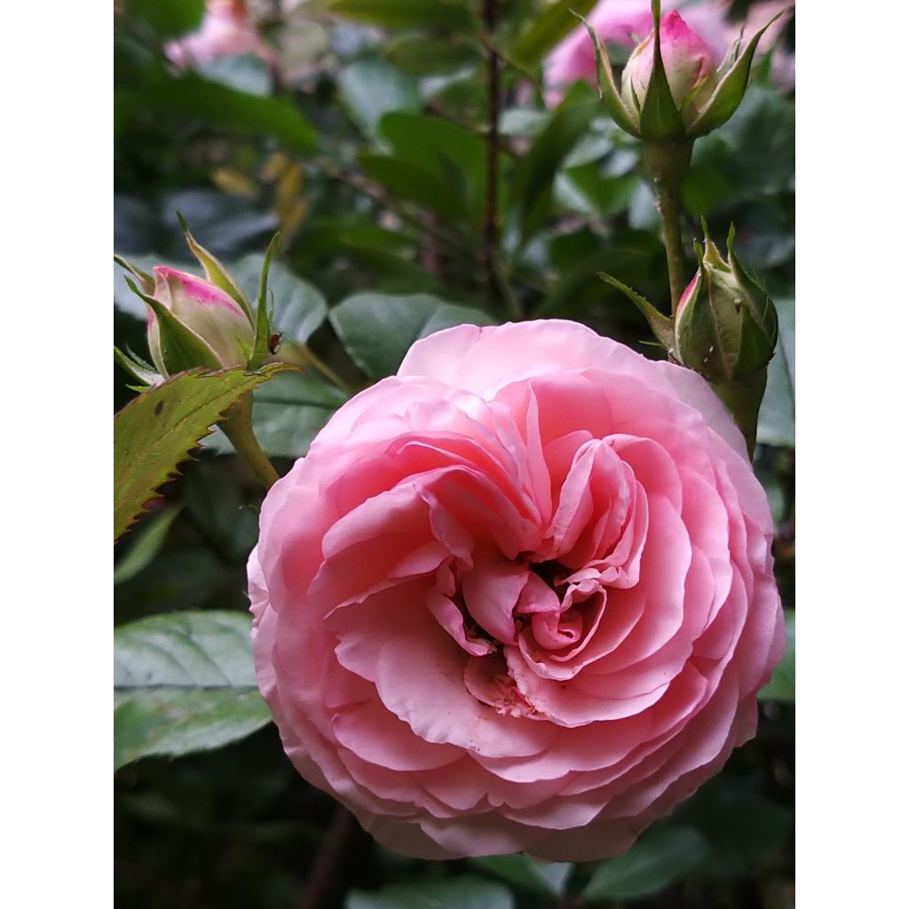 Rosal Mini Eden Rose - Rosal trepador