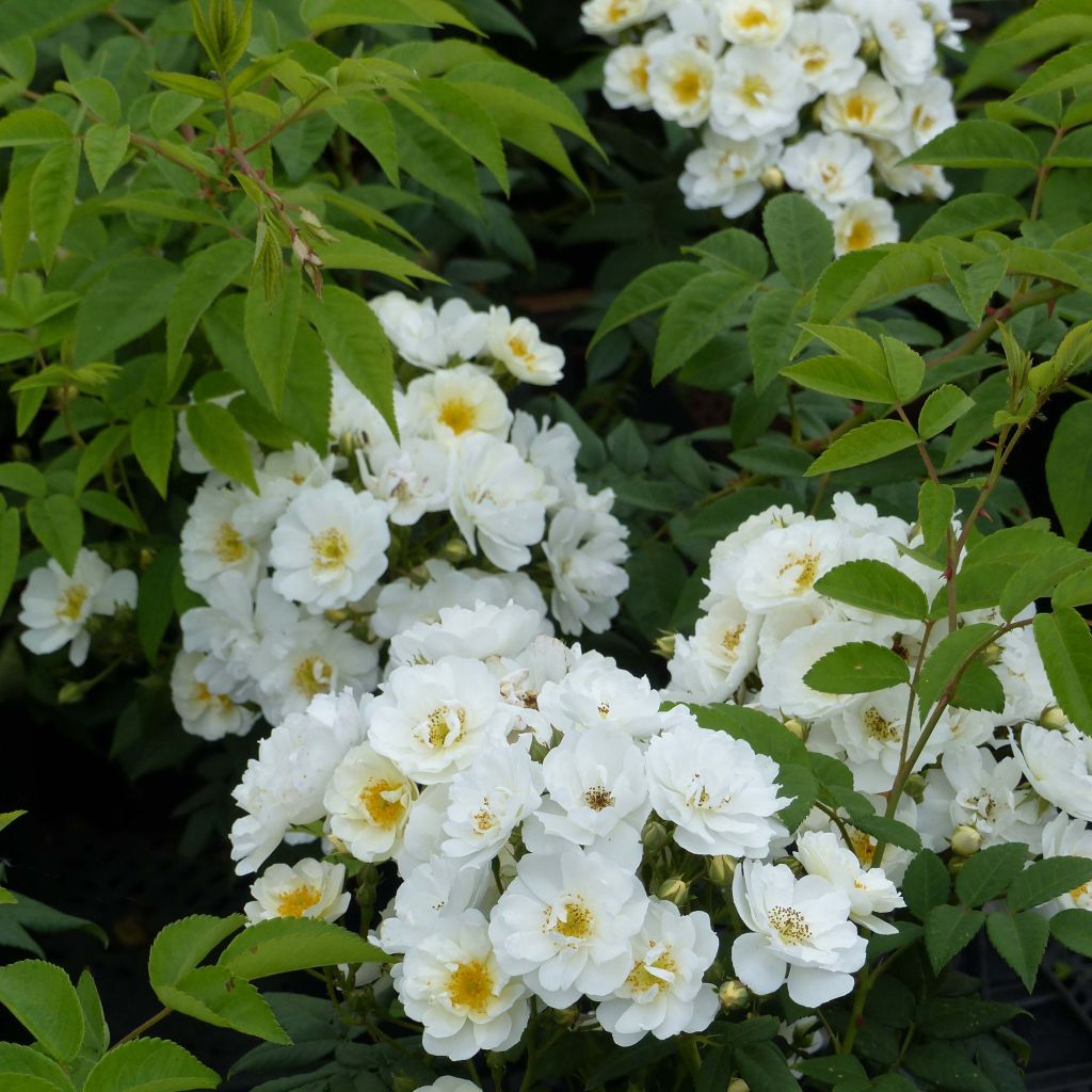 Rosal multiflora Seagull - Rosal trepadora