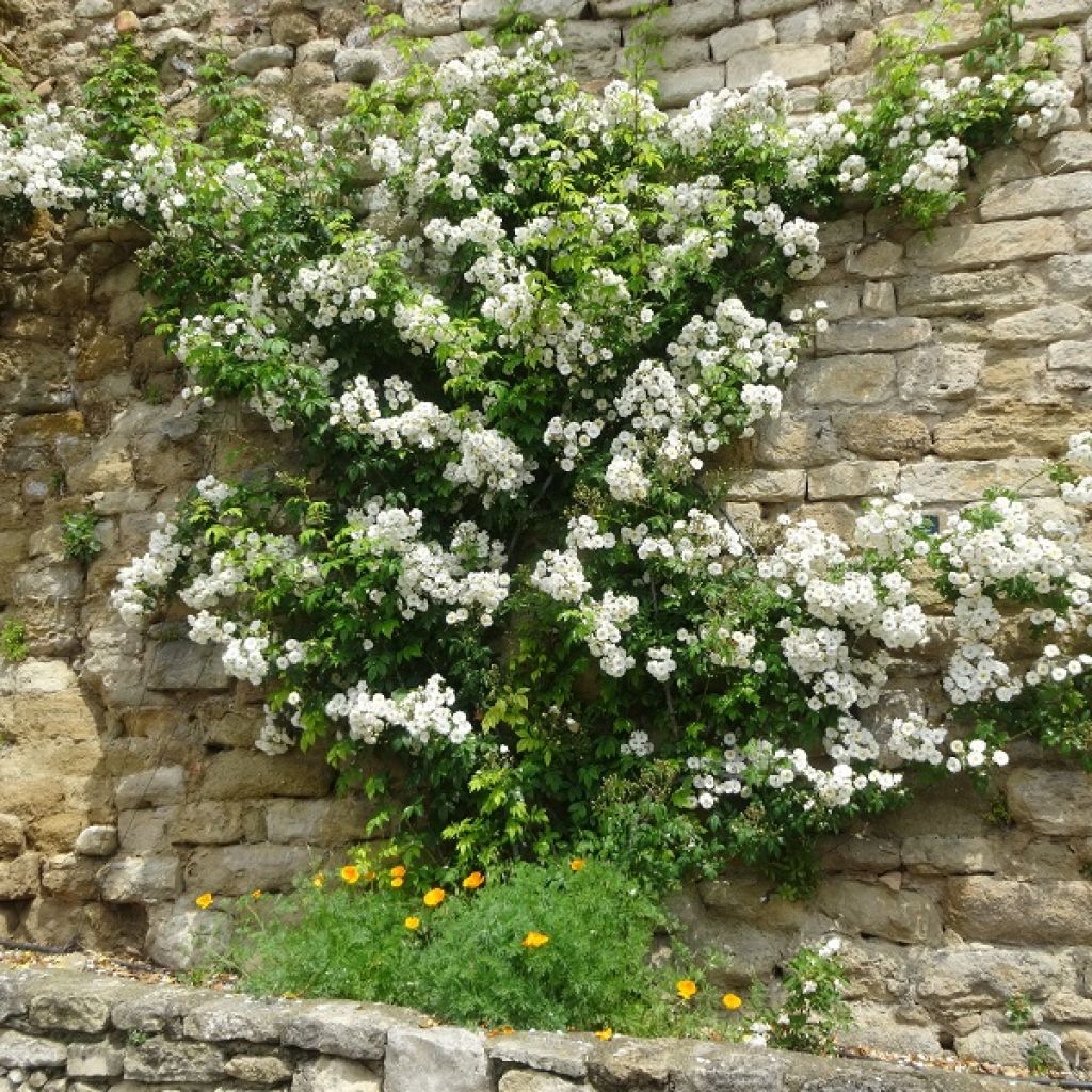 Rosal multiflora Seagull - Rosal trepadora