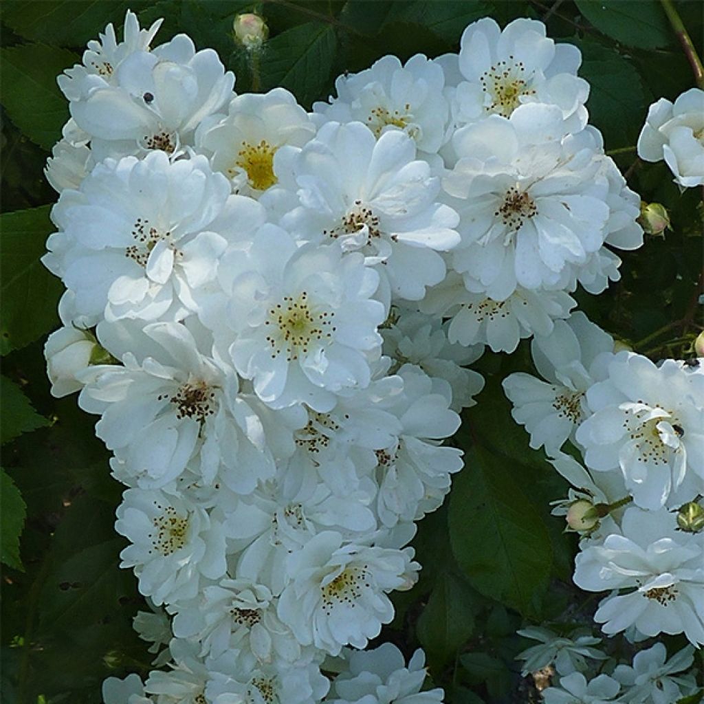 Rosal Guirlande d'Amour (Rosal de pie alto)