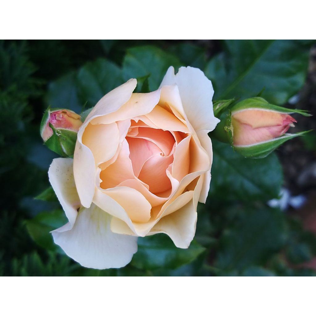 Rosal Jardin des Tuileries - Rosal de flores agrupadas